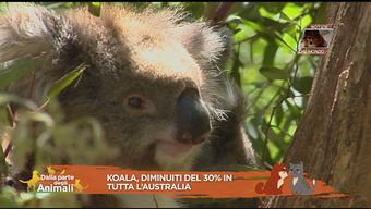 Notizia animali dal mondo